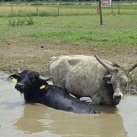 בית הארחה Sovirag Vendeghaz