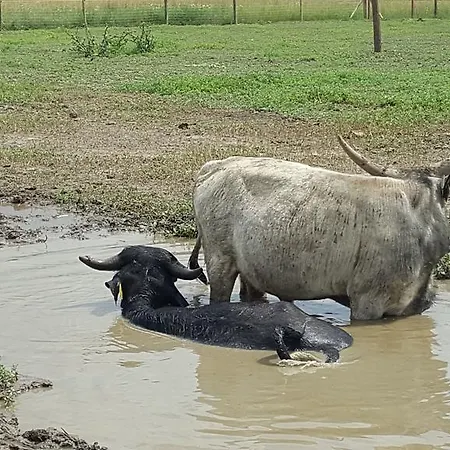 בית הארחה Sovirag Vendeghaz Hortobágy