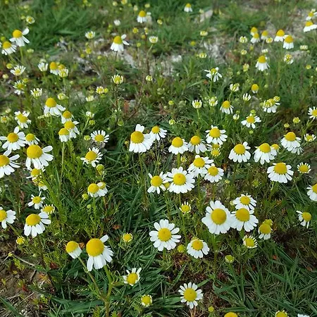 Sovirag Vendeghaz Hortobágy