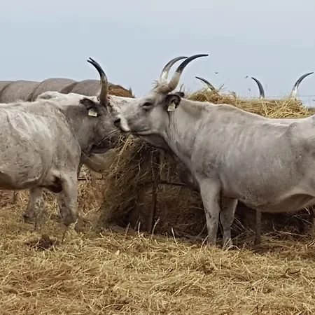 בית הארחה Sovirag Vendeghaz *