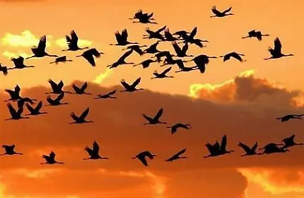 בית הארחה Sovirag Vendeghaz